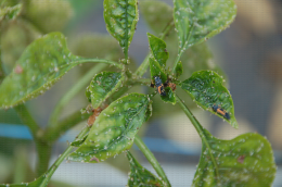 Dégâts de pucerons sur poivron avec présence de larves de coccinelles